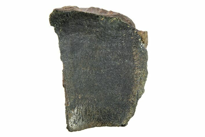 Bargain, Dinosaur (Triceratops) Tooth Fragment - Wyoming #289101